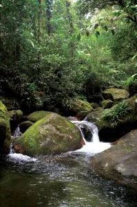 sao-sebastiao-meio-ambiente-flora-1-bx