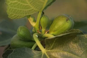 valinhos-frutas-plantacao-figo-sitio-kusakariba-IMG_8710-bx