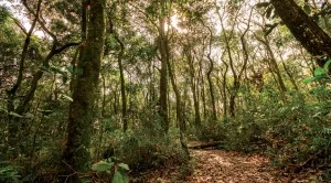 valinhos-turismo-rural-ecologico-cocais-trilhas-bx