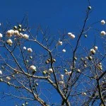 monte-alegre-do-sul-meio-ambiente-painas-bx