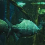 santos-turismo-aquario-pacu