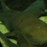 santos-turismo-aquario-tubarao-lixa