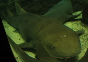 Tubarão lixa - encontrado em águas rasas tropicais, se alimenta de moluscos, crustáceos e peixes