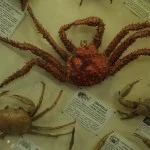 santos-cultura-museu-do-mar-centolla-caranguejo-da-patagonia-bx