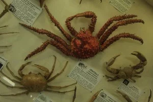 Centolla-caranguejo originário da Patagônia (Chile). É encontrada em até 150 metros de profundidade