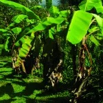 Meio Ambiente em Santos - Bananais