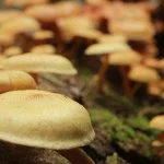 santos-meio-ambiente-decompositores-img_8056-bx