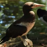 santos-meio-ambiente-fauna-atoba-bx