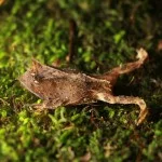 santos-meio-ambiente-fauna-sapo-de-chifre-img_8147-bx