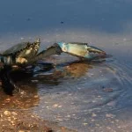 santos-meio-ambiente-fauna-siri-azul-img_5766-bx