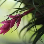 santos-meio-ambiente-flora-bromelia-144-bx