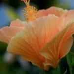 santos-meio-ambiente-flora-hibisco-34-bx