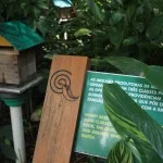 santos-meio-ambiente-turismo-orquidario-trilha-do-mel-bx