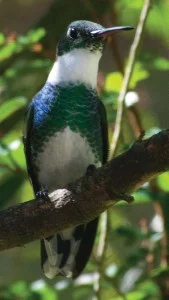 Beija-flor-de-papo-branco