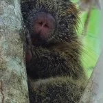 braganca-paulista-meio-ambiente-fauna-ourico-ft-daniel-abicair-bx