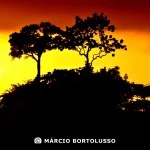 Marcio Bortulusso 6