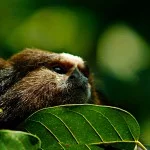 Meio-Ambiente-Ricardo-Martins-fauna-mico-estrela-18-bx