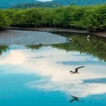 Meio-Ambiente-Rio-Santos-IMG_3622-X-bx
