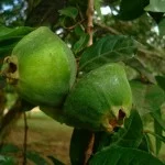 Rio-Santos-aromas-sabores-campomanesia-phaea-Cambuci-X-bx