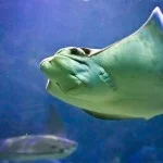 aquario-ubatuba-1
