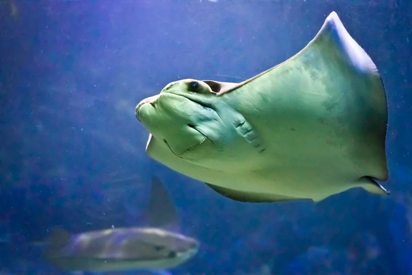 turismo educativo Aquário de Ubatuba - aquario-ubatuba-1