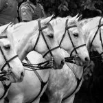Choque-Luis-Augusto-Ambar-DSC_8768-bx