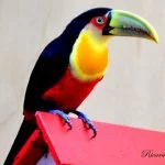 Monte-verde-Foto- Ricardo-Cozzo-12