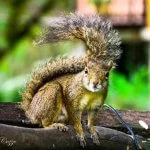 Monte-verde-Foto- Ricardo-Cozzo (2)