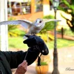 Monte-verde-Foto- Ricardo-Cozzo-23