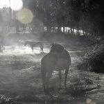 Monte-verde-Foto- Ricardo-Cozzo 47