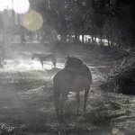 Monte-verde-Foto- Ricardo-Cozzo 47