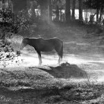Monte-verde-Foto- Ricardo-Cozzo 56
