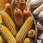 Corn field in Brazil