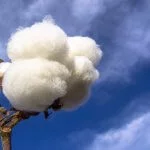 Field of Cotton Ready for Harvesting in Brazil