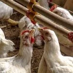 SAO PAULO, BRAZIL, JUNE 03, 2004: Chicken Farm, Poultry