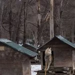 ushuaia-caes-trenos-mm-IMG_0464