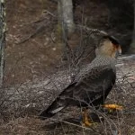 ushuaia-carcara-marcio-masulino-IMG_1001