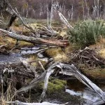 ushuaia-castor-foto-marcio-masulino-IMG_1170