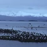 ushuaia-gaivota-IMG_1362
