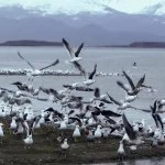 ushuaia-gaivota-IMG_1364