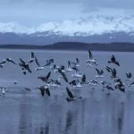 ushuaia-gaivota-IMG_1366