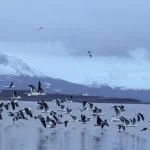 ushuaia-gaivota-IMG_1388