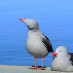 ushuaia-gaivota-cangrejera-IMG_0754