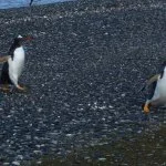 ushuaia-pinguin-de-papua-IMG_0059