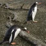ushuaia-pinguin-de-papua-IMG_0065