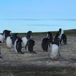 ushuaia-pinguin-de-papua-IMG_9999