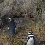 ushuaia-pinguin-magalhaes-IMG_9821
