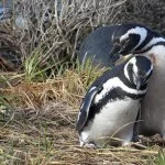ushuaia-pinguin-magalhaes-IMG_9863