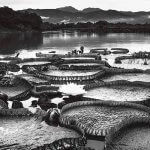 araquem-alcantara-cidade-e-cultura-12