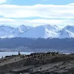 ushuaia-lobo-marinho-isla-IMG_9476-web